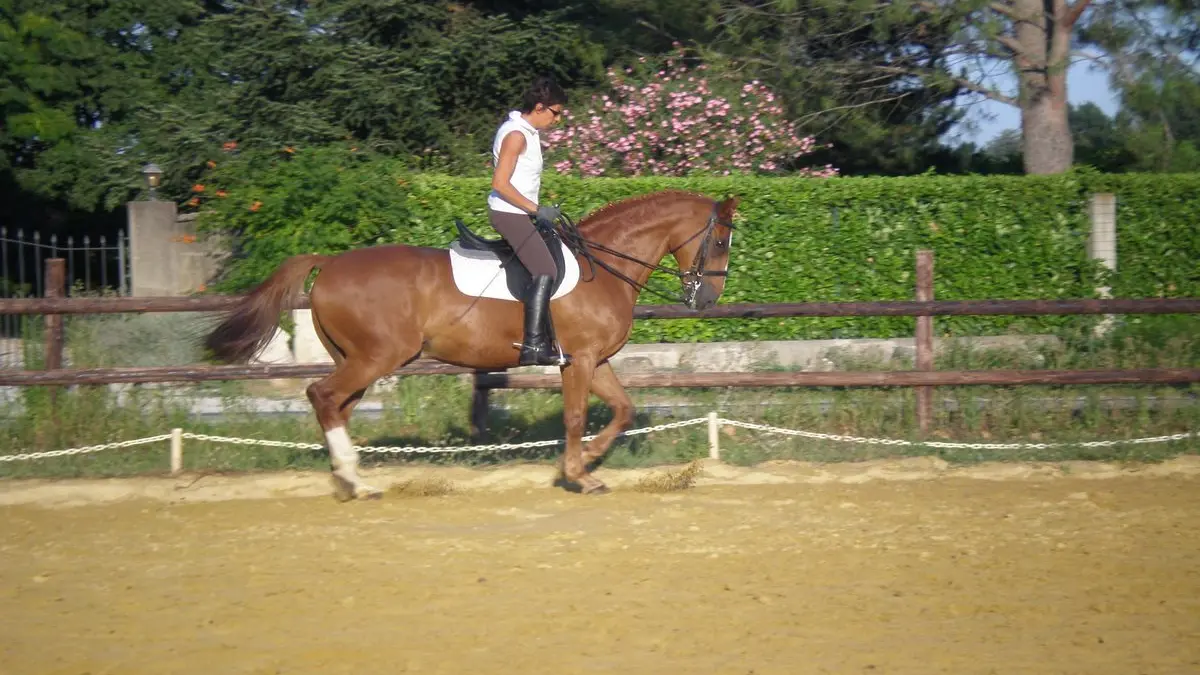 Centre Equestre Avignon