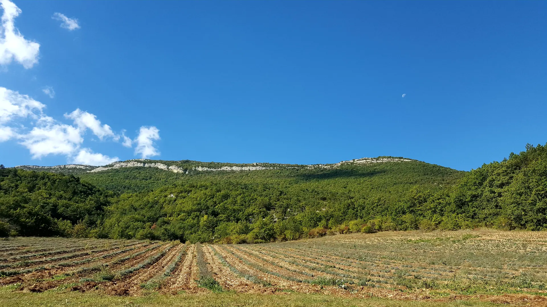 Champ de lavande