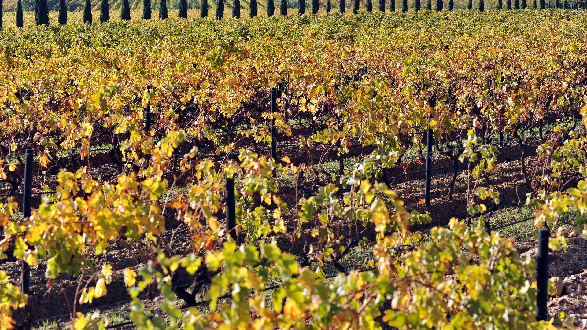 Weinberg Château Maravenne