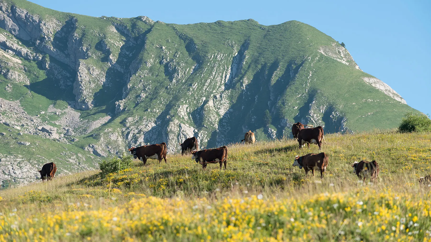 Les vaches à l'alpage