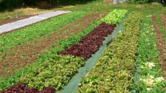 Légumes bio le jardin des Charmettes - salades
