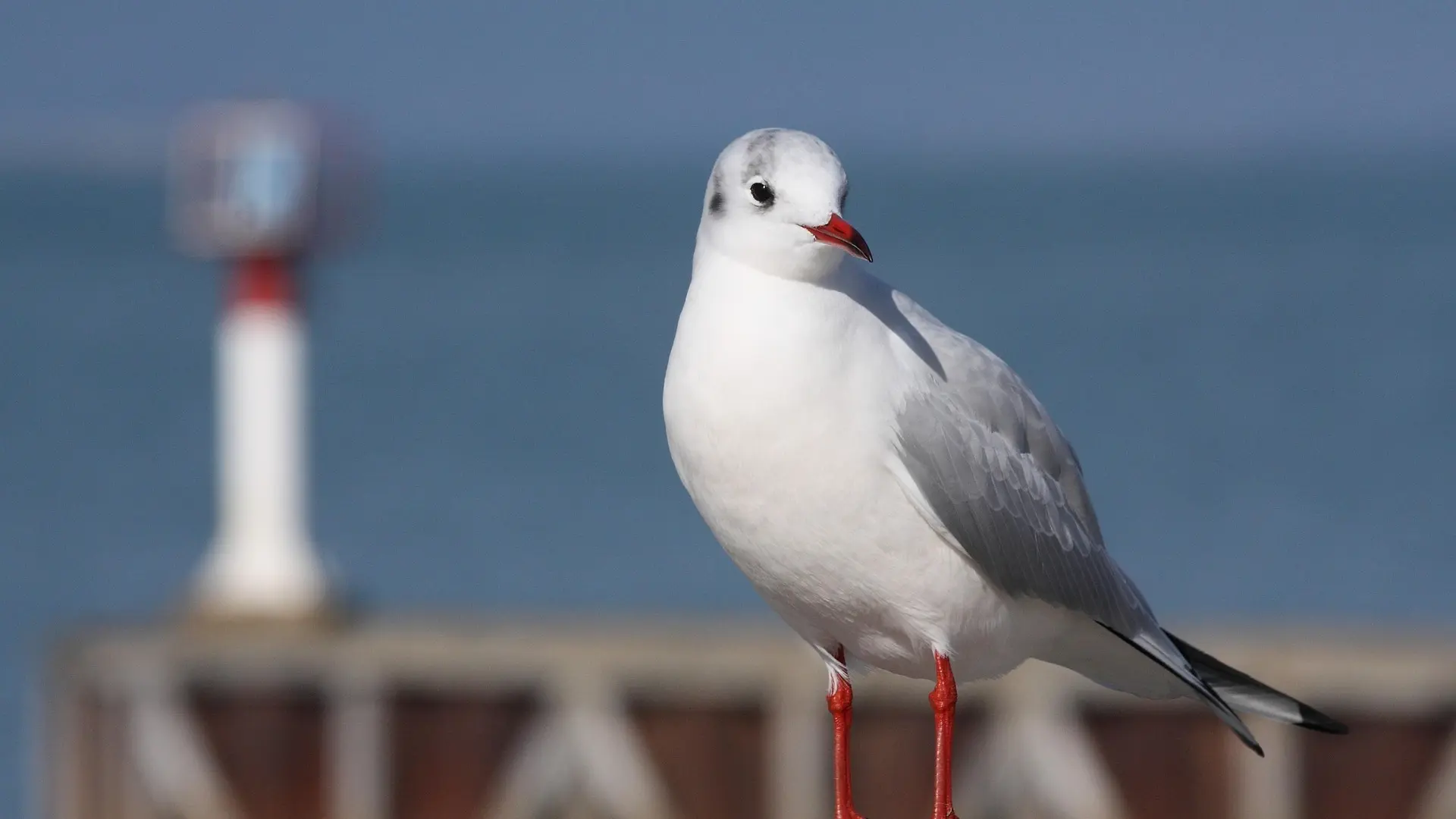 The seagulls of Île de Ré