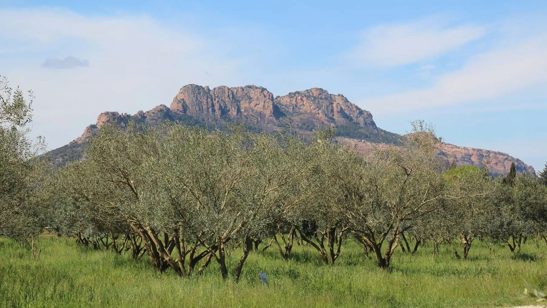 Domaine de l'Olivette