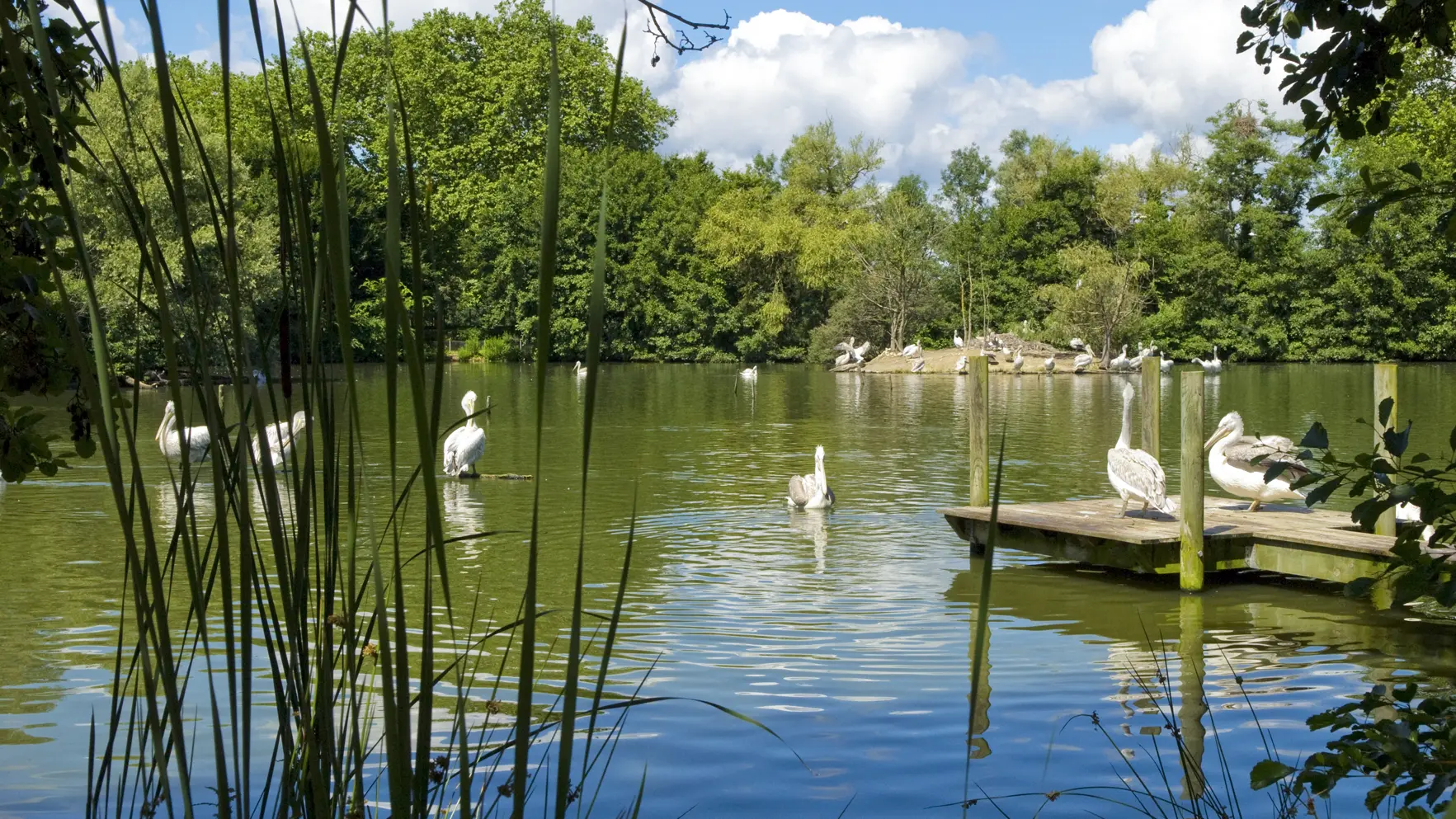 Un étang du Parc des Oiseaux avec des pélicans