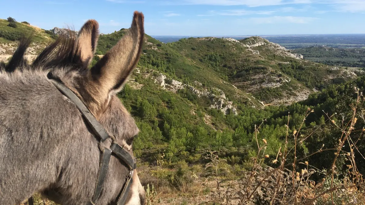 Sortie dans les Alpilles avec P'tits Ânes