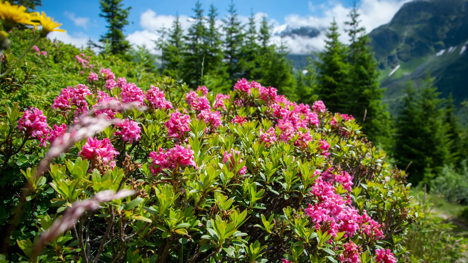 Des rhododendrons dans la réserve naturelle des Contamines, face au Mont Blanc