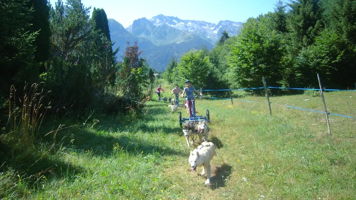 Mushing été