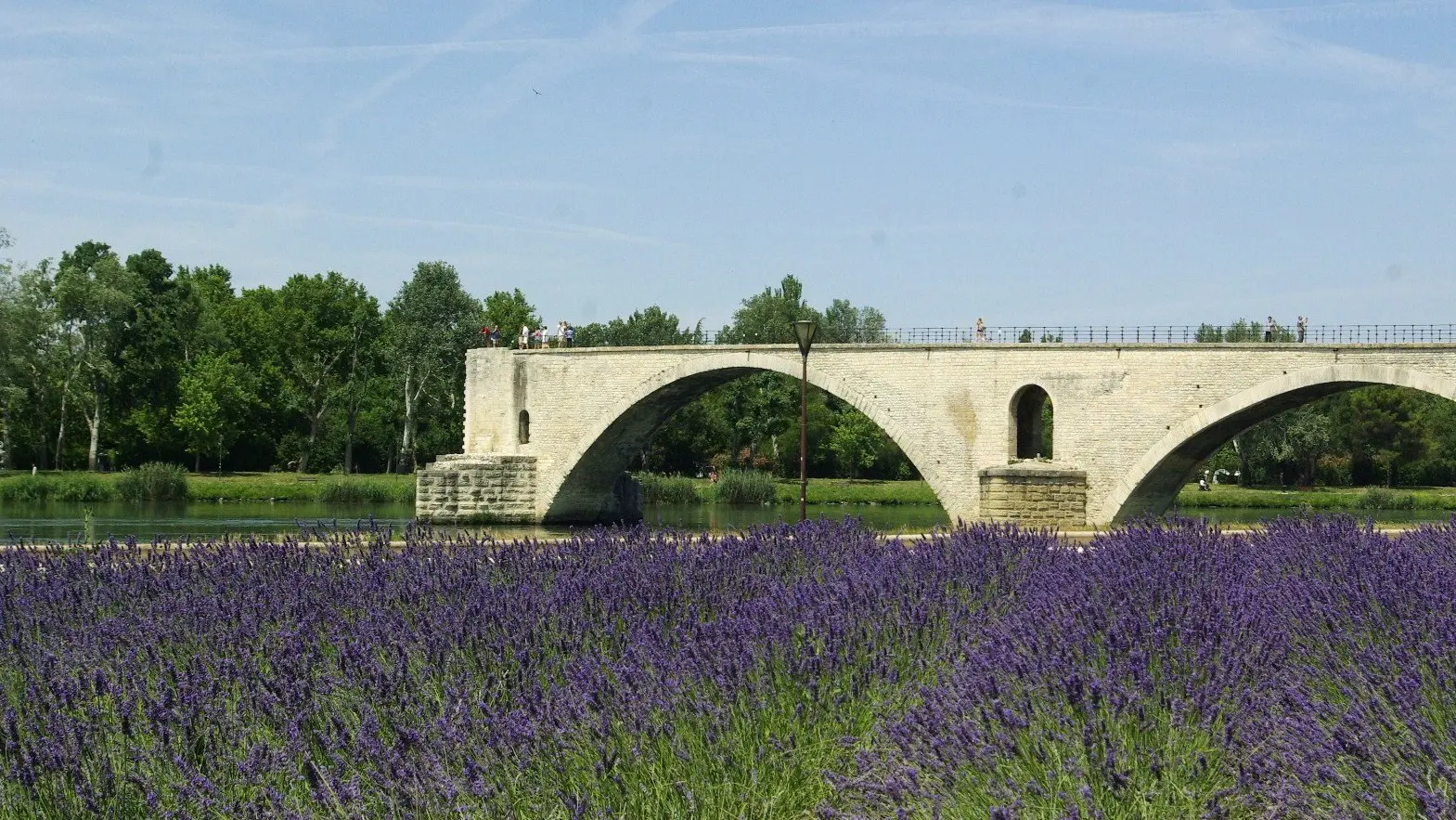 Lavandes au pied du Pont d'Avignon