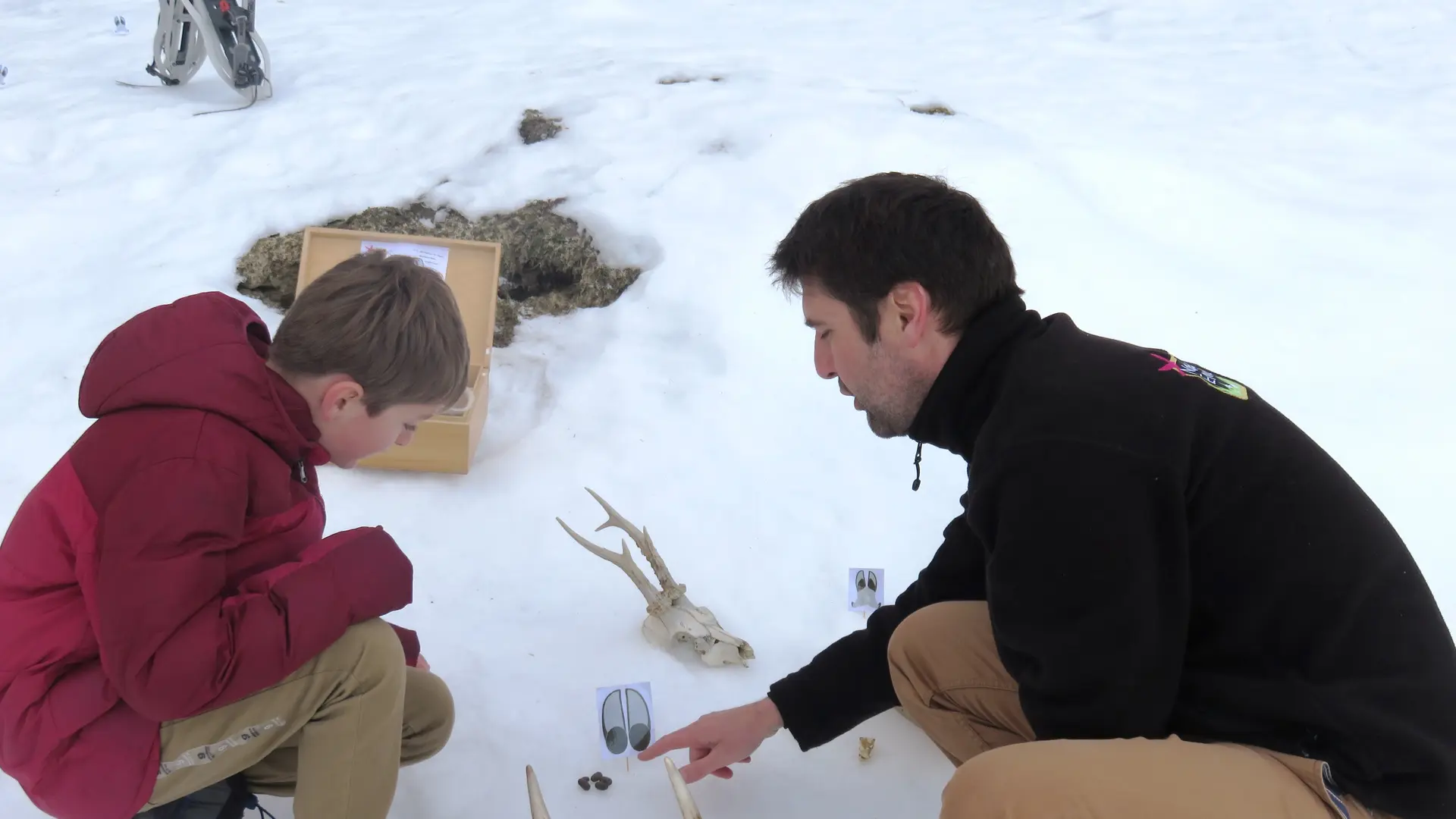 observation des traces d'animaux dans la neige