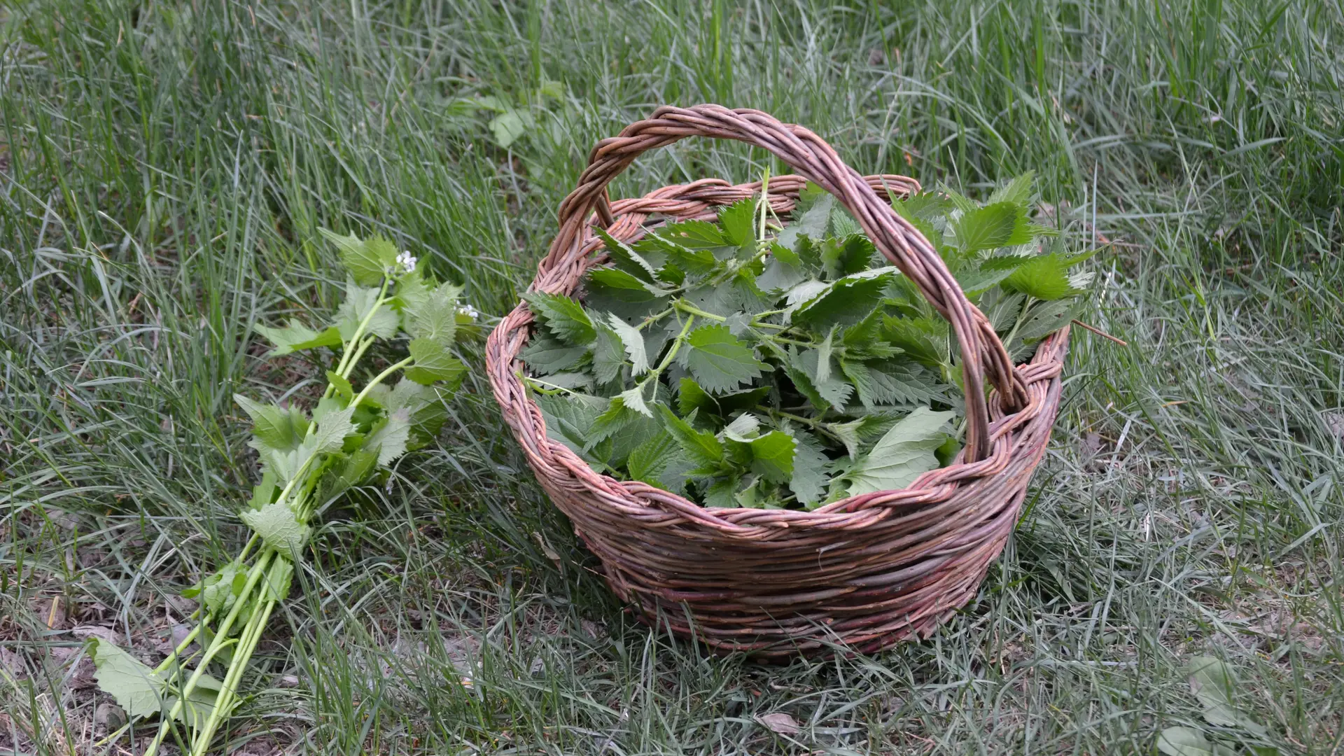 recolte responsable, apprenez tout ou presque des plantes