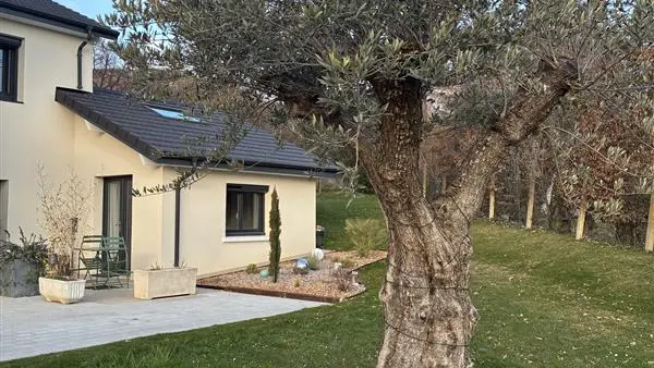 Un olivier au tronc noueux planté au milieu d'une pelouse verte, avec une maison en pierre claire à l'arrière-plan sous un ciel bleu dégagé.
