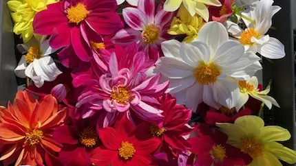 Dahlias
