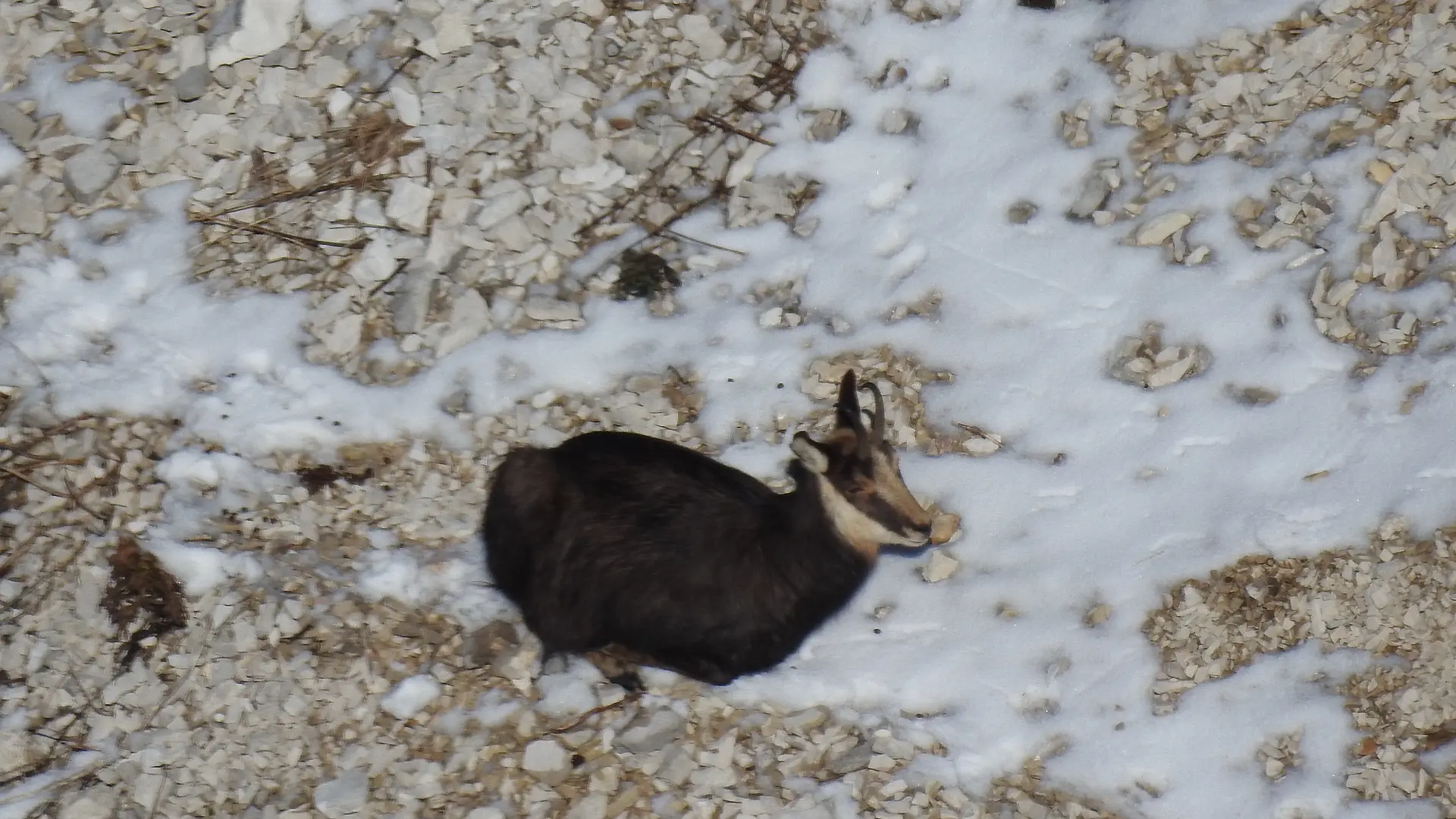 Chamois en contre bas