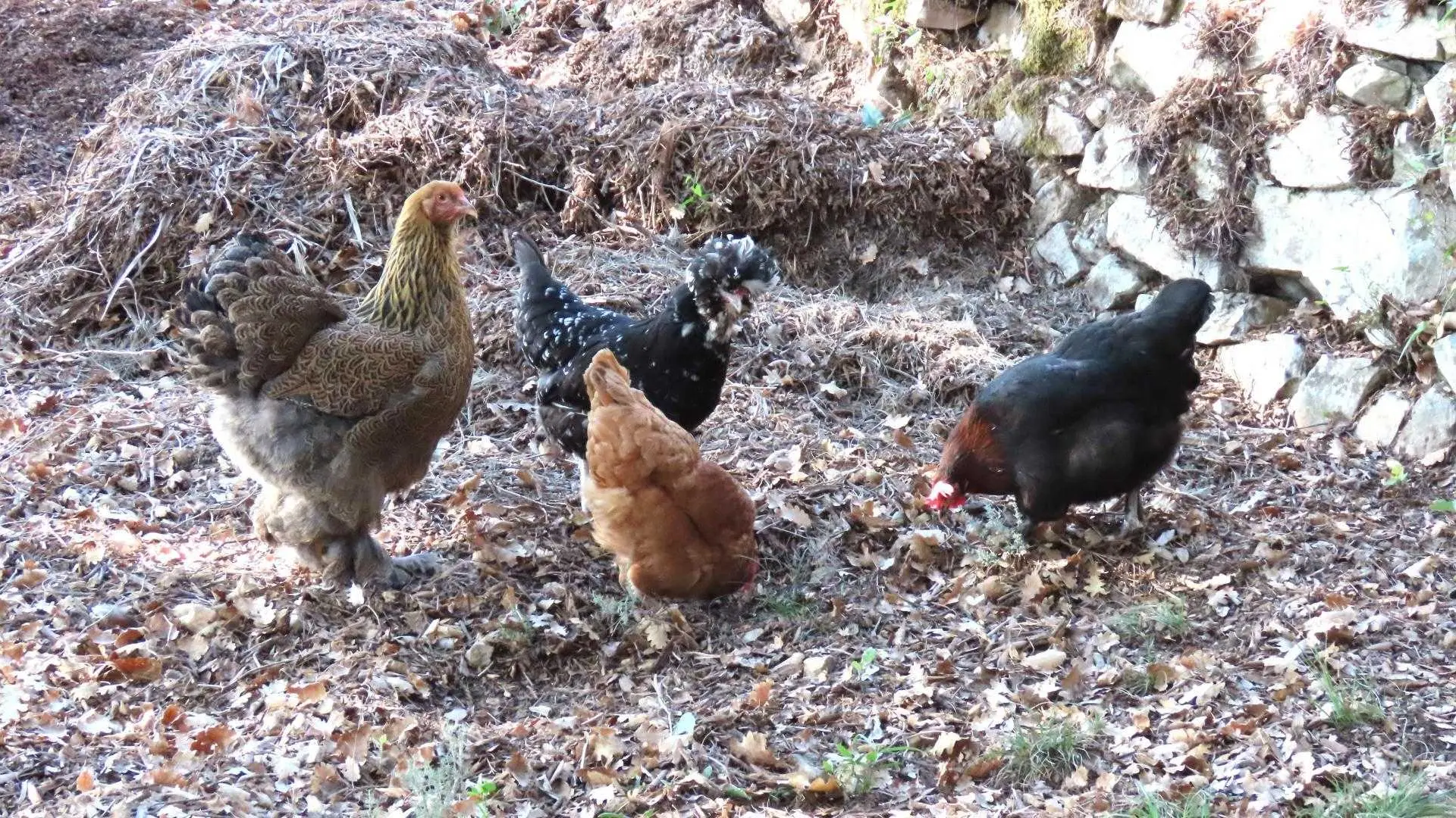 Gîte La Rose et Le Loup Gîtes de France Alpes-Maritimes Speracedes