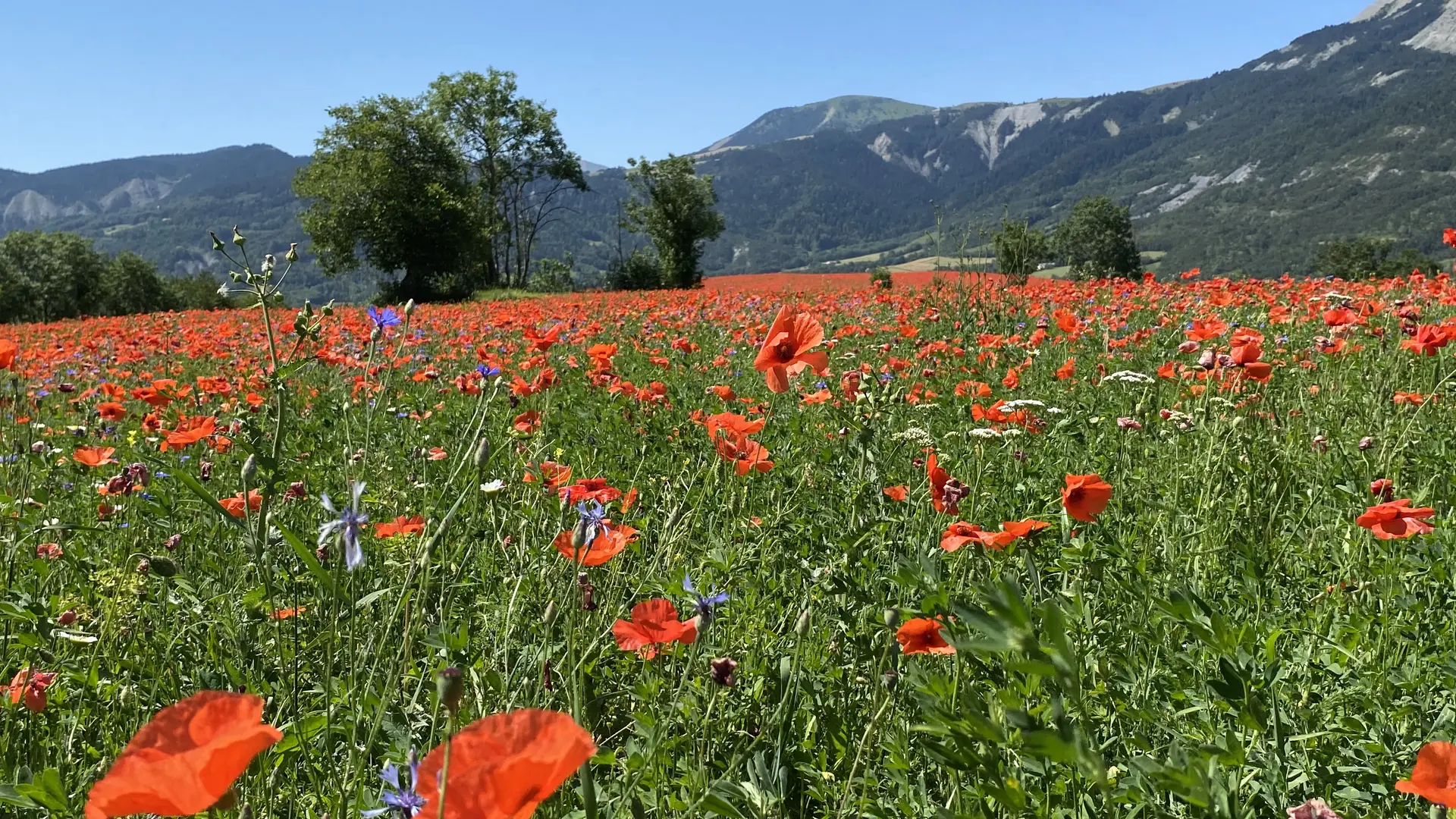 L'auragnerie - La Gineste - Seyne