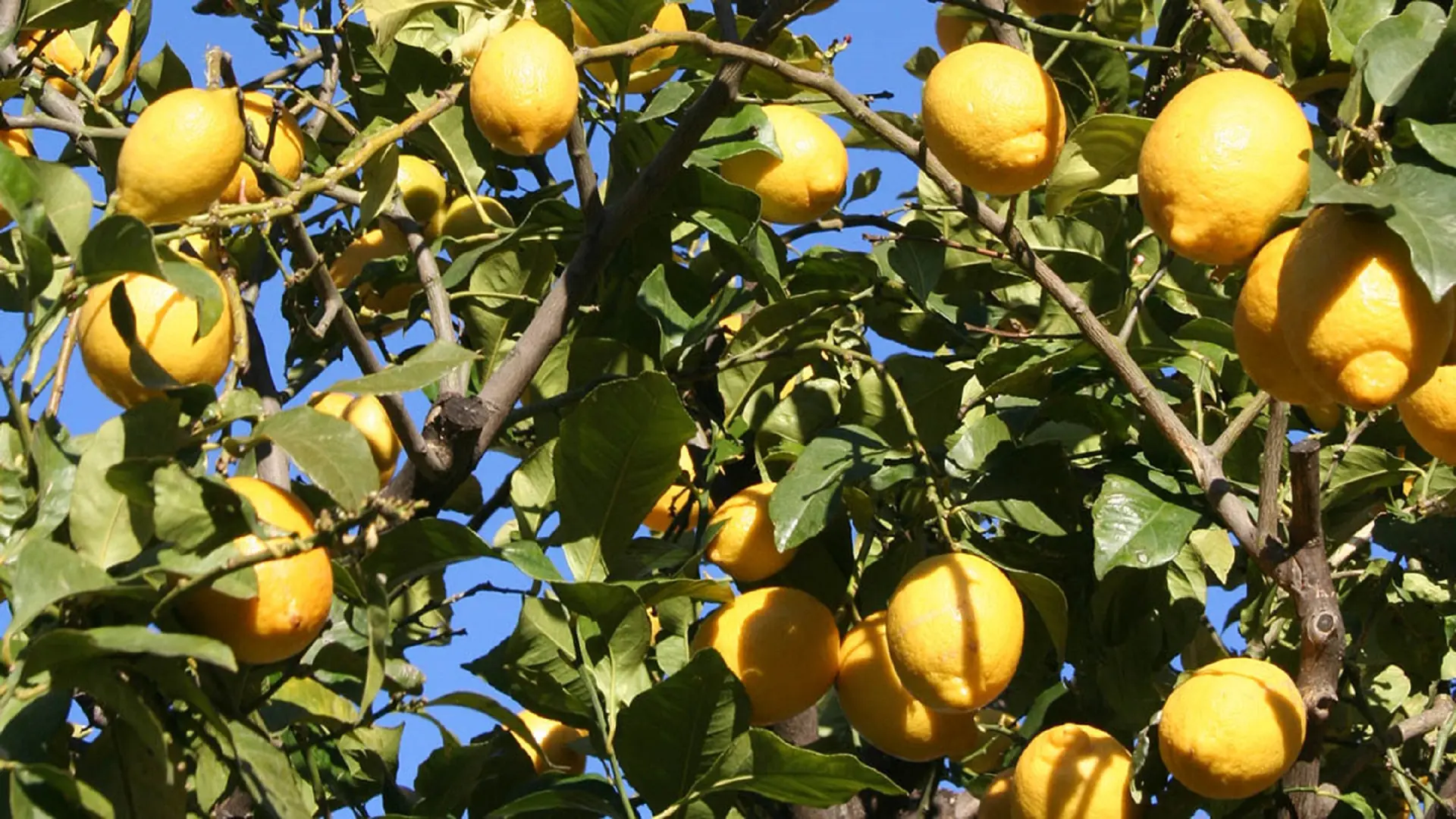 Citrons sur l'arbre