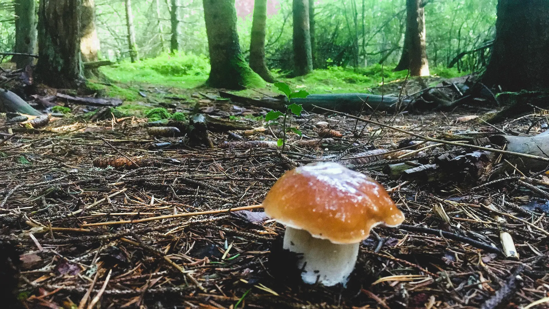 Cueillette de saison !