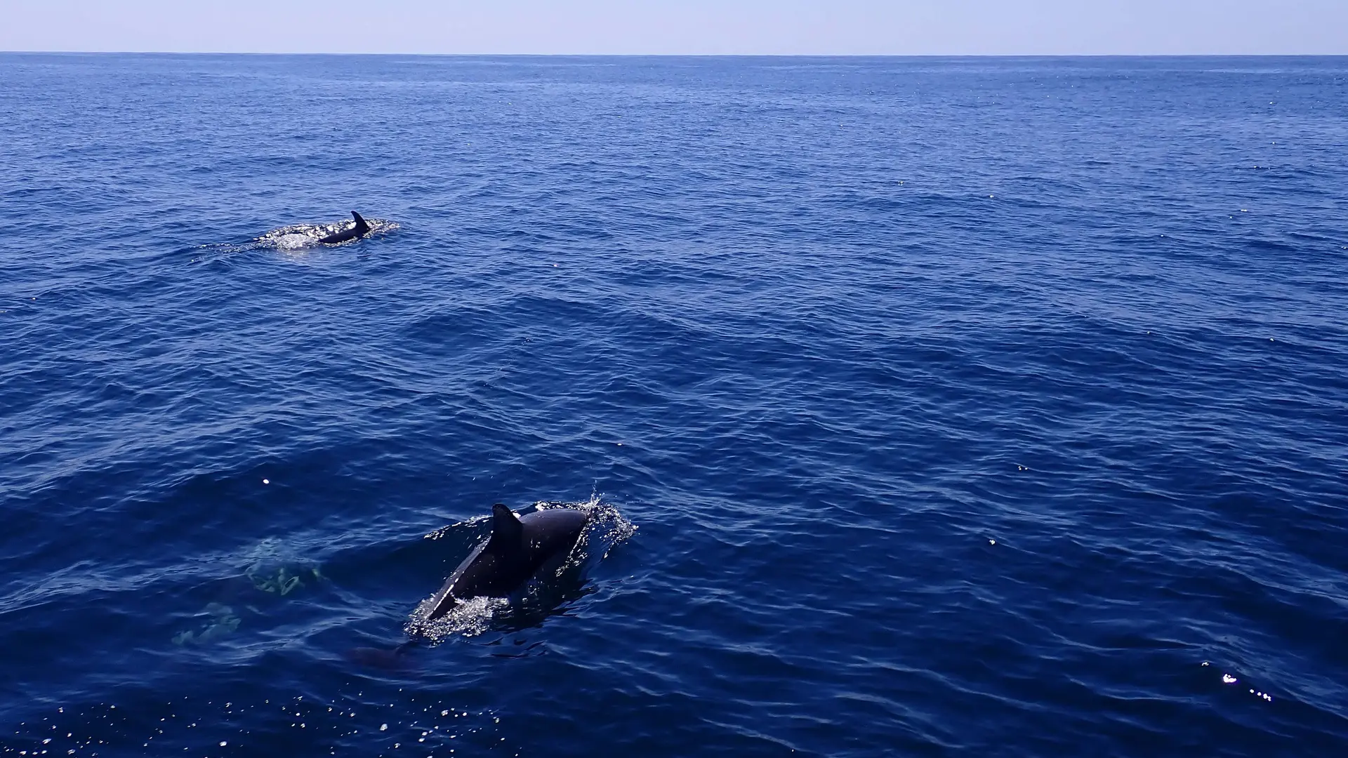 Rencontre avec des dauphins