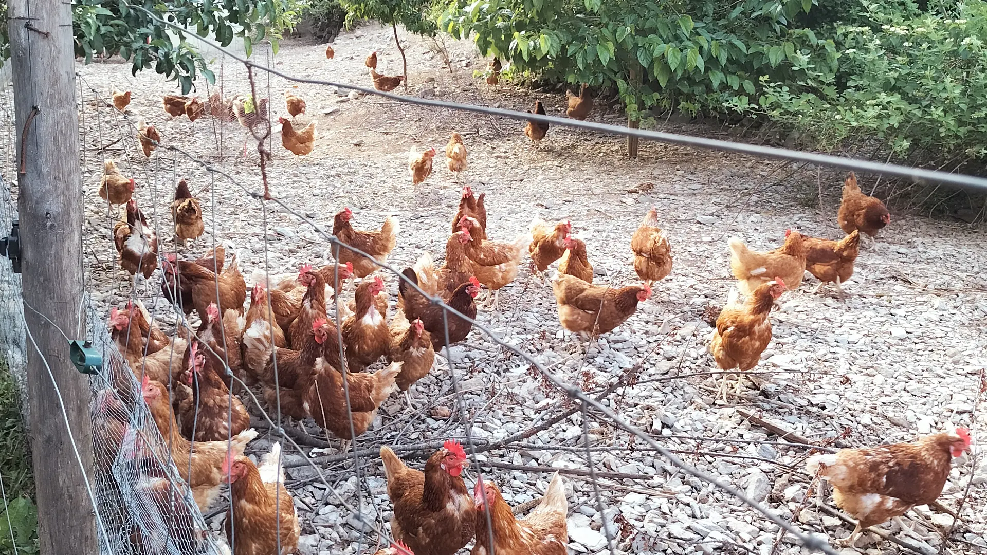 poules de ferme de La Brigue