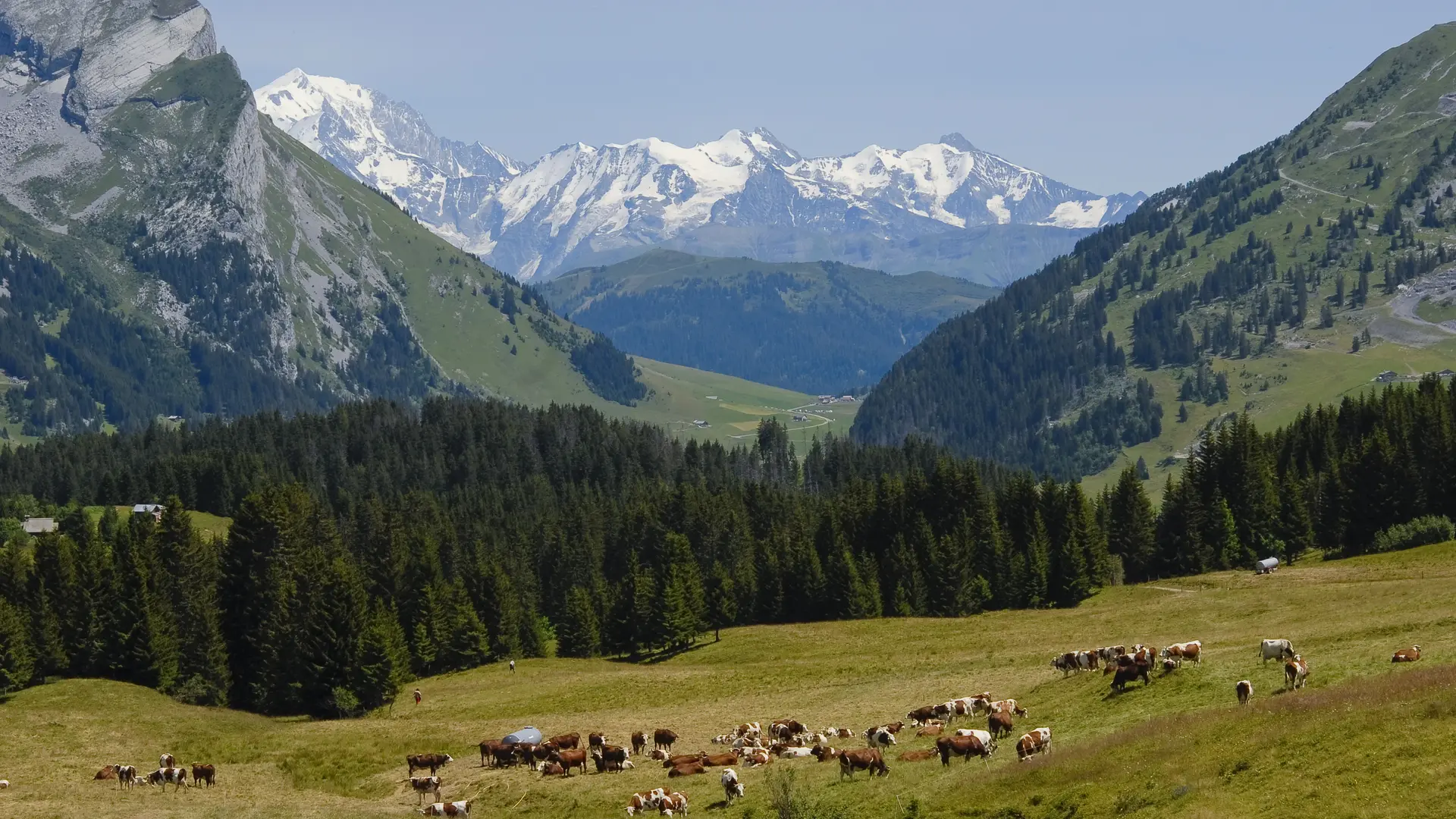 Alpage au Plateau de Beauregard Haute-Savoie
