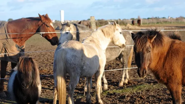 Cours d'équitation