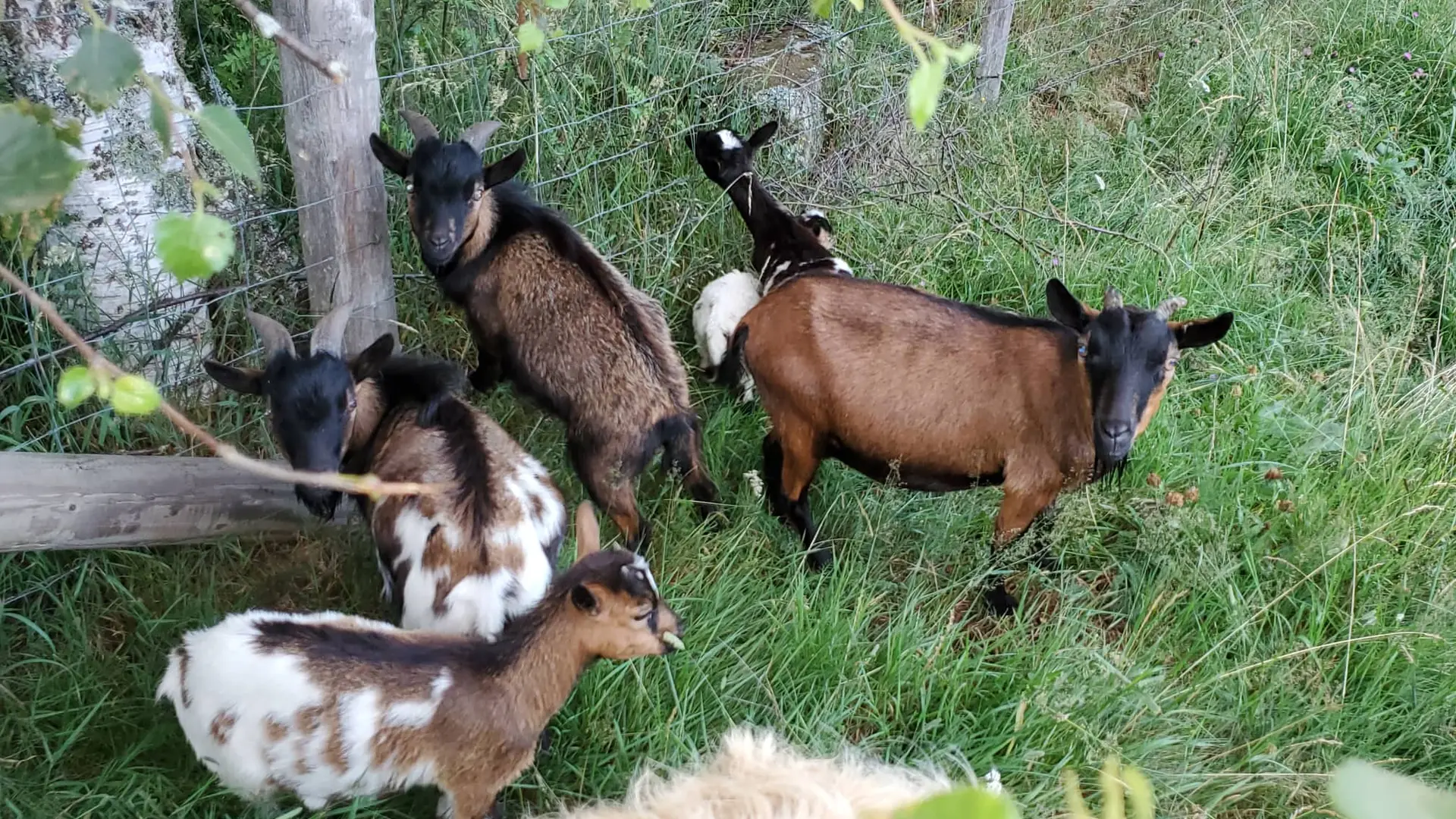 Chèvres naines