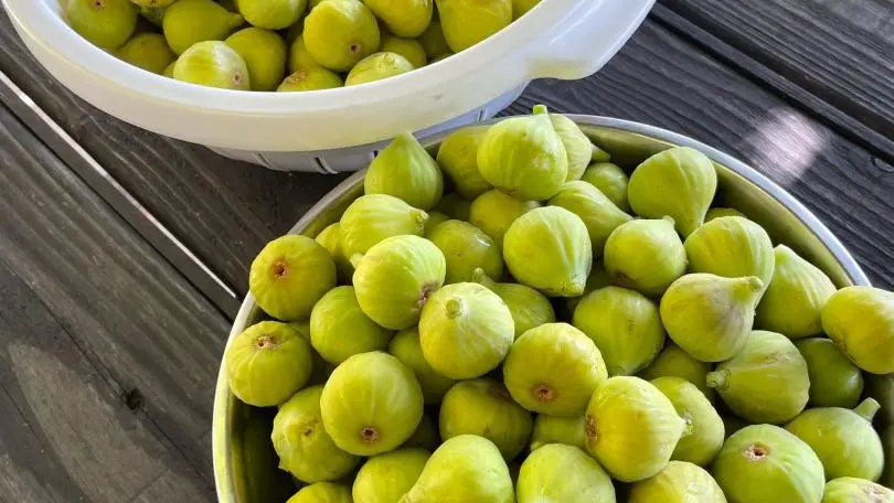 Les figues du jardin pour la confiture maison ou le gâteau