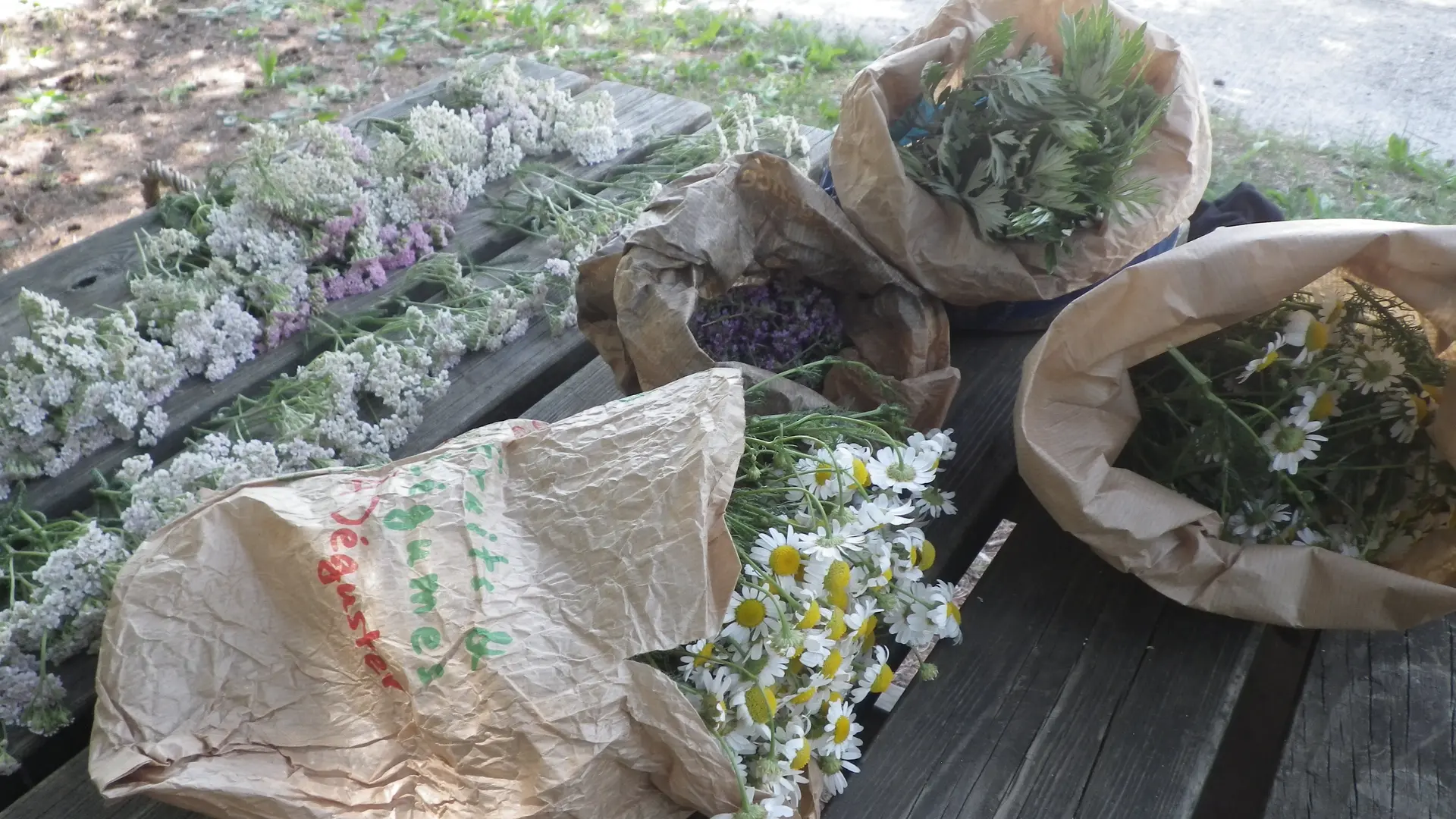 Apprenez l'art de la cueillette avec Anne