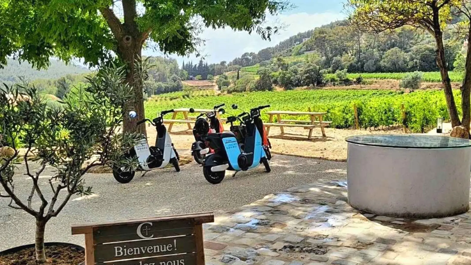 Cocorent Balade au milieu des vignes Bandol