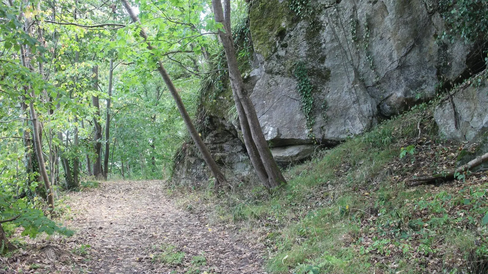 Dans les sous bois