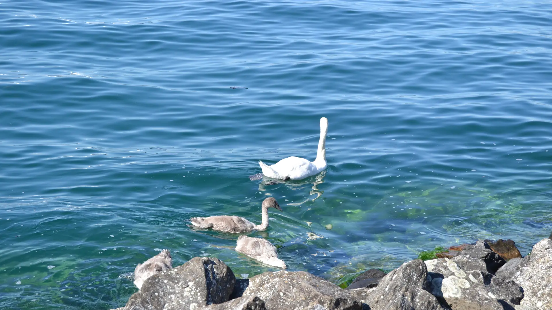 Evian
