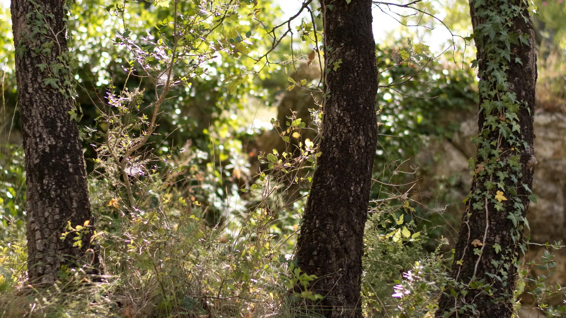 Source des Orris - La Roquebrussanne