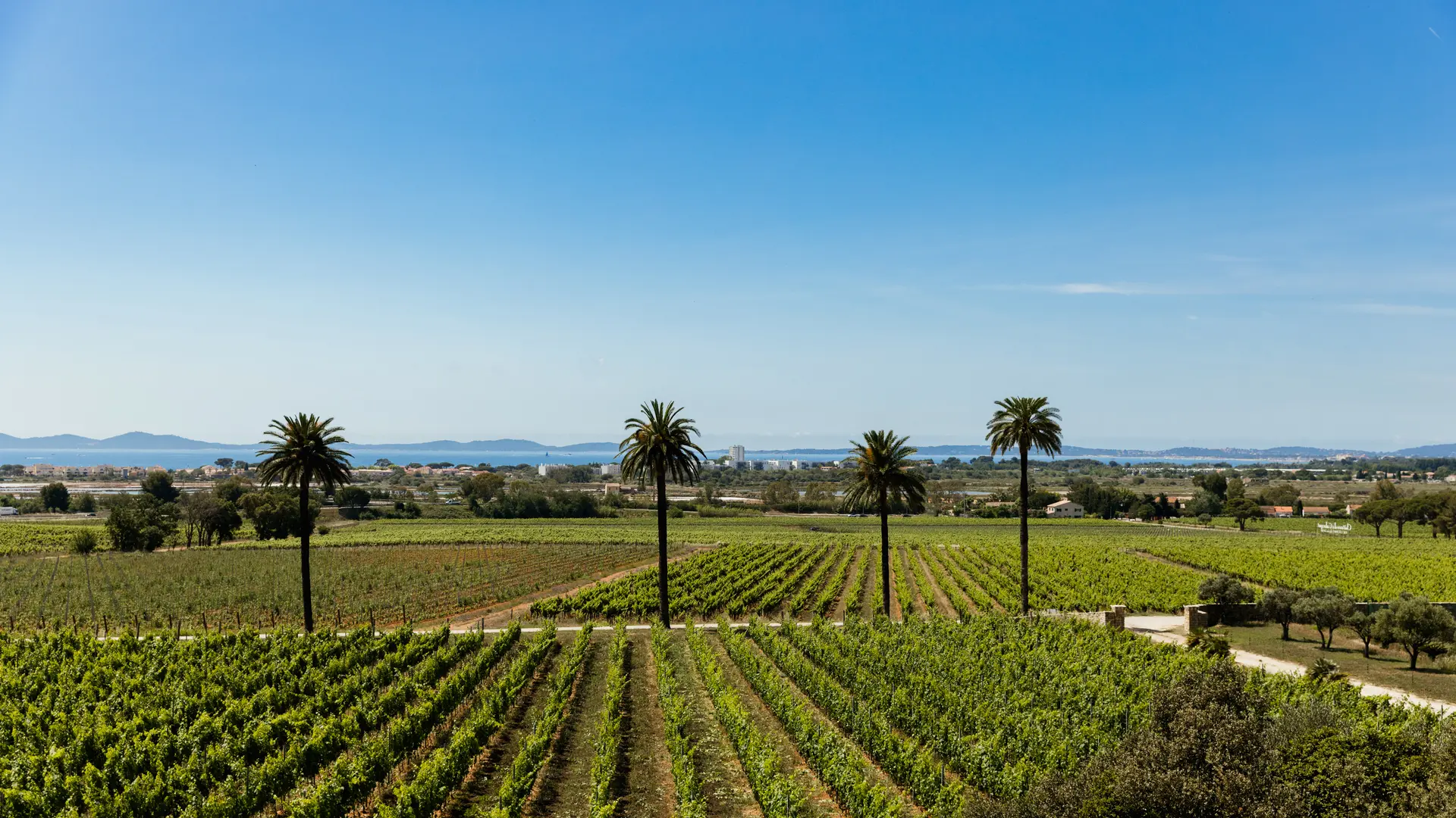 Château Galoupet à La Londe-les-Maures : vignoble et vue panoramique