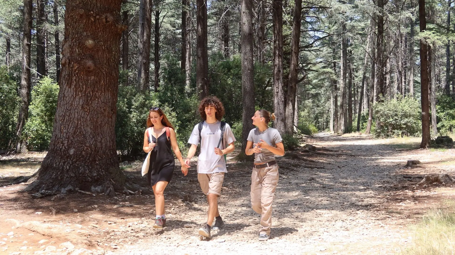 Randonneurs dans la Forêt des Cèdres