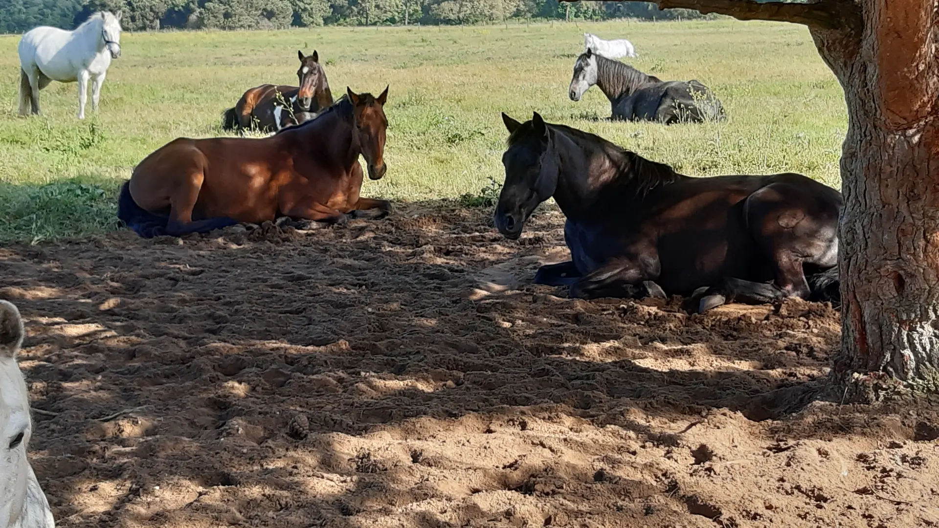 Haras des Evières