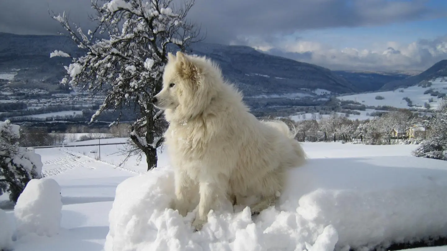 Neige au Champ Jacob