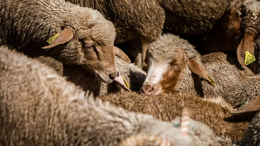 Moutons des Alpes de Haute Provence