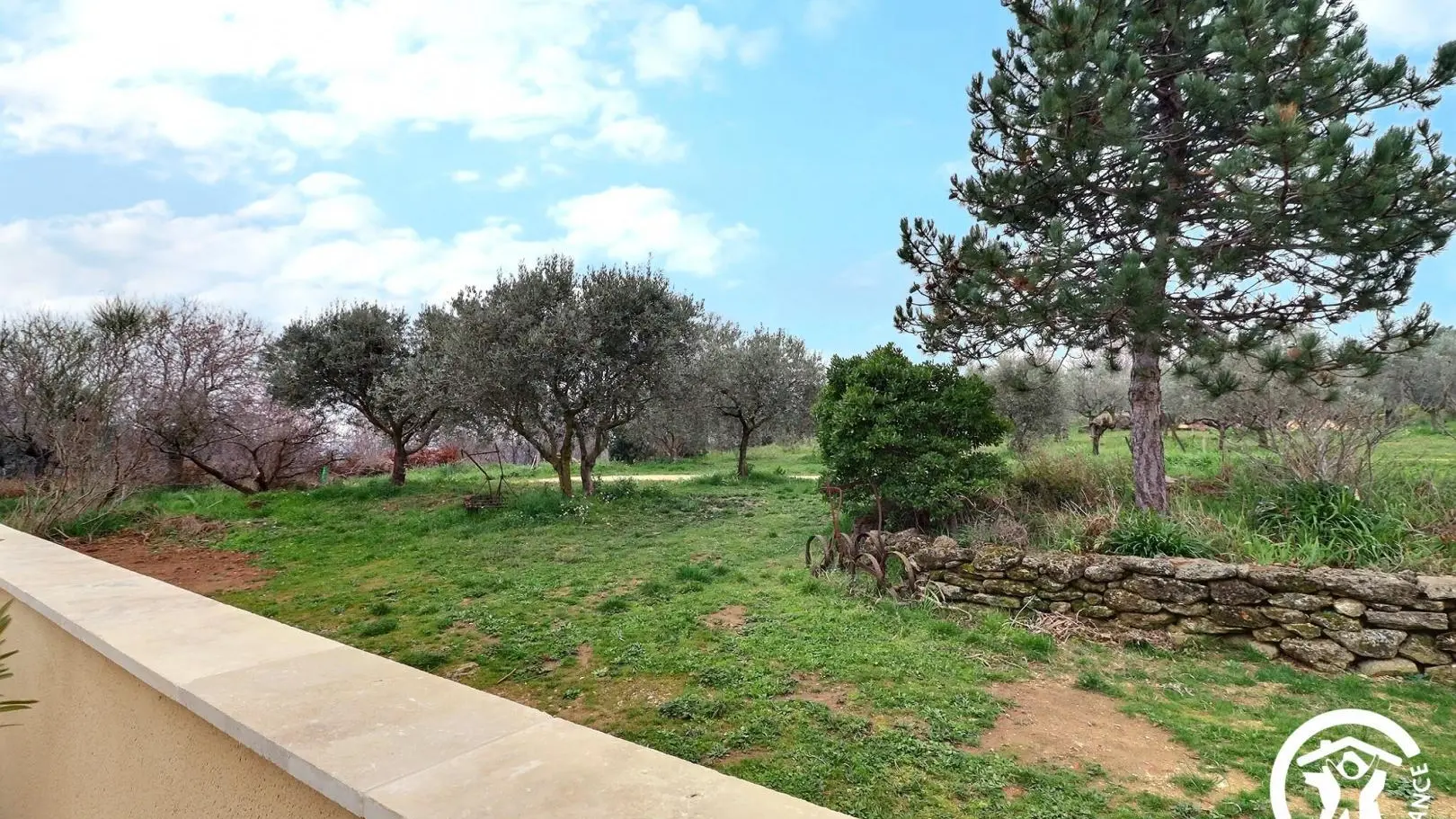 vue sur les champs d'oliviers