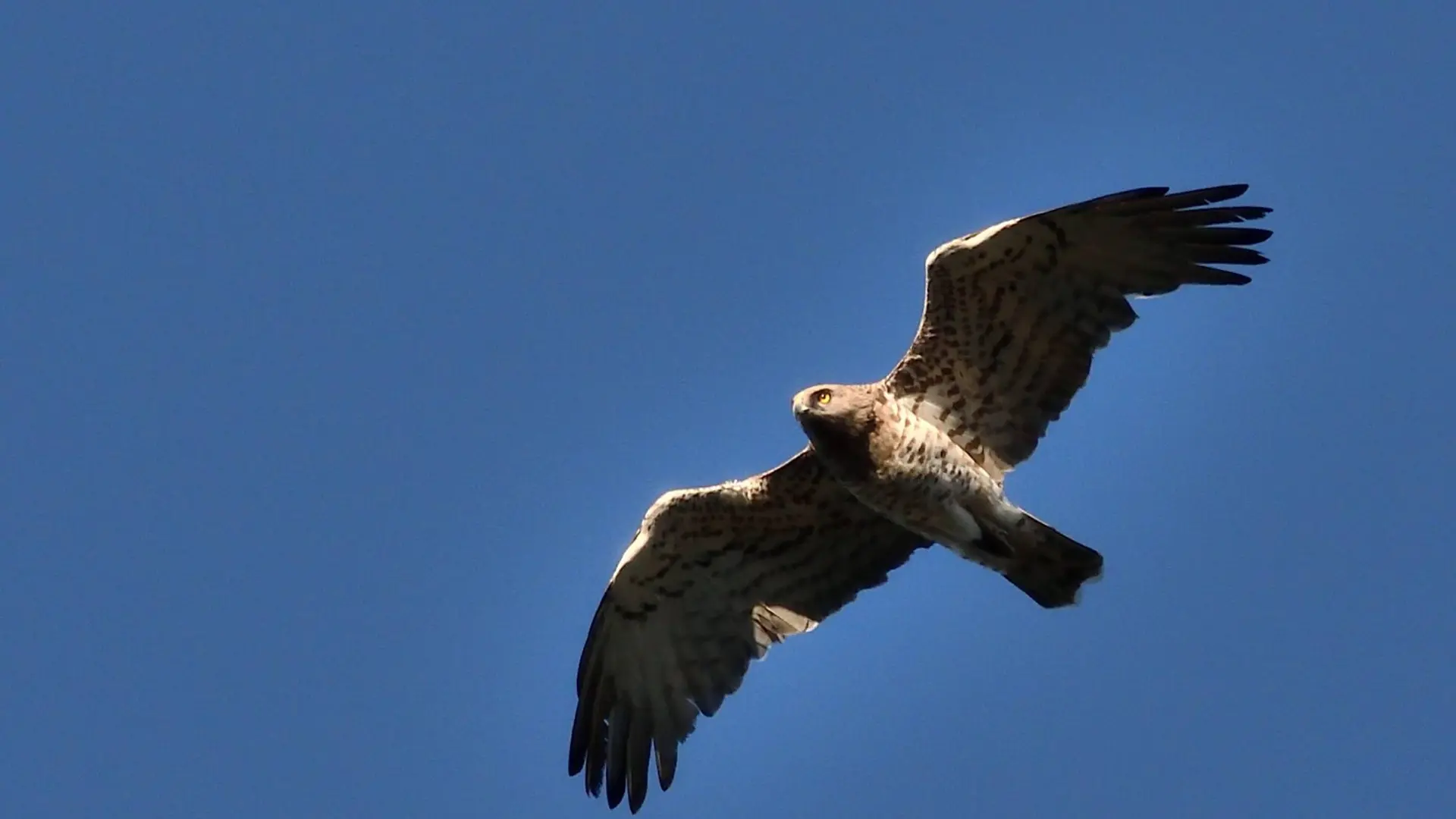 Circaète Jean-le-Blanc