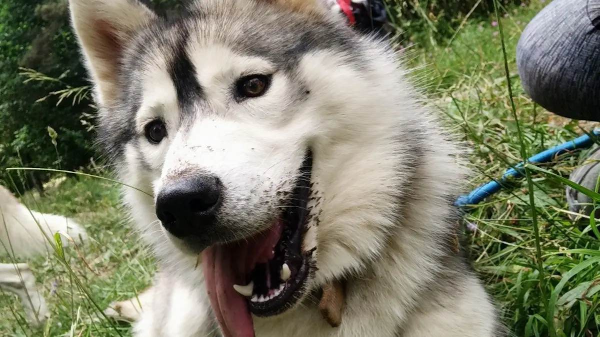 Cani-rando avec Travel Dog