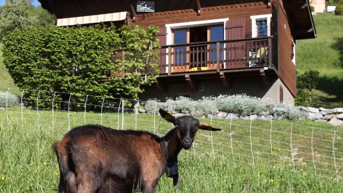 Façade chalet avec chèvre