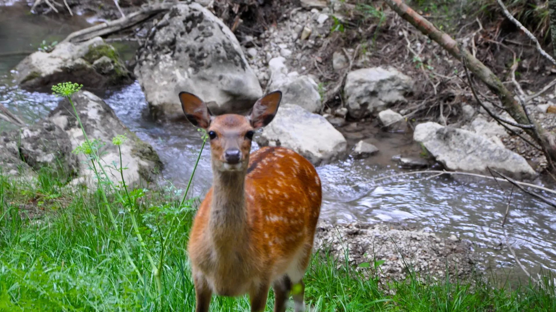 Parc animalier La Vallée Sauvage