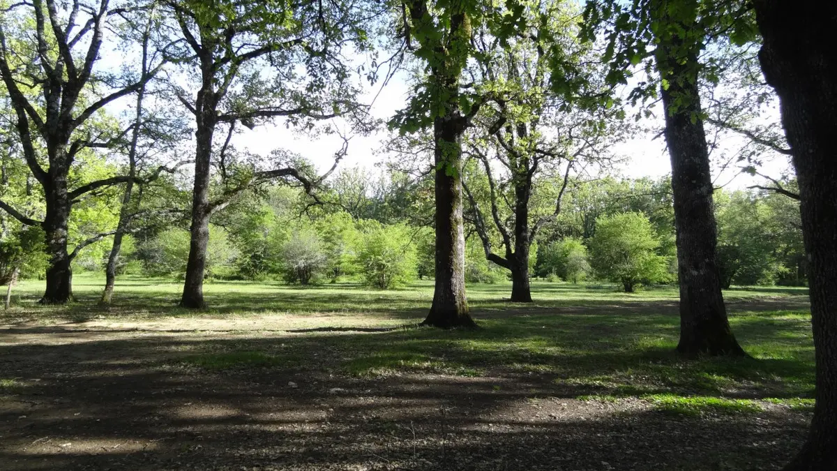Passage en sous bois, Fox Amphoux