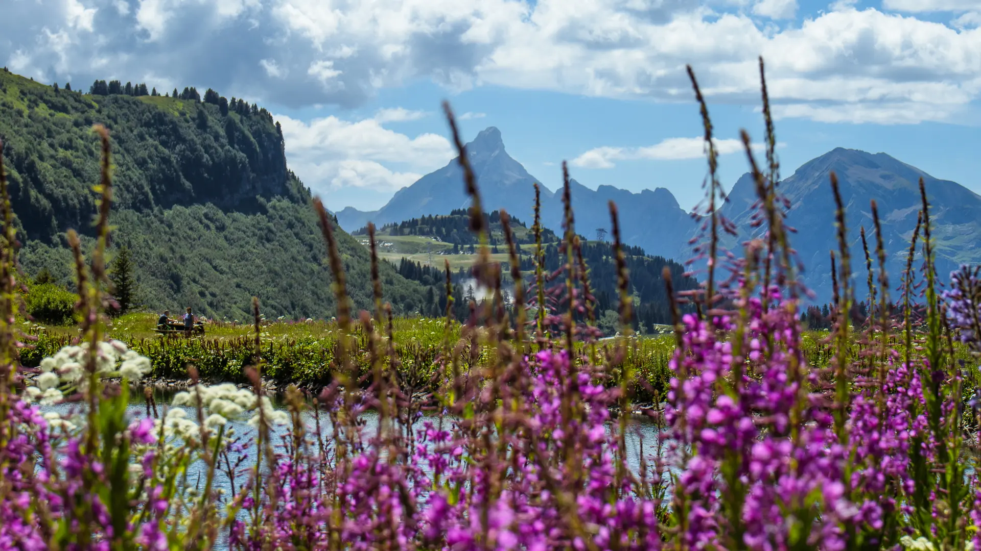 Vue sur le lac de Vernant et la Pointe Percée avec des fleurs en premier plan