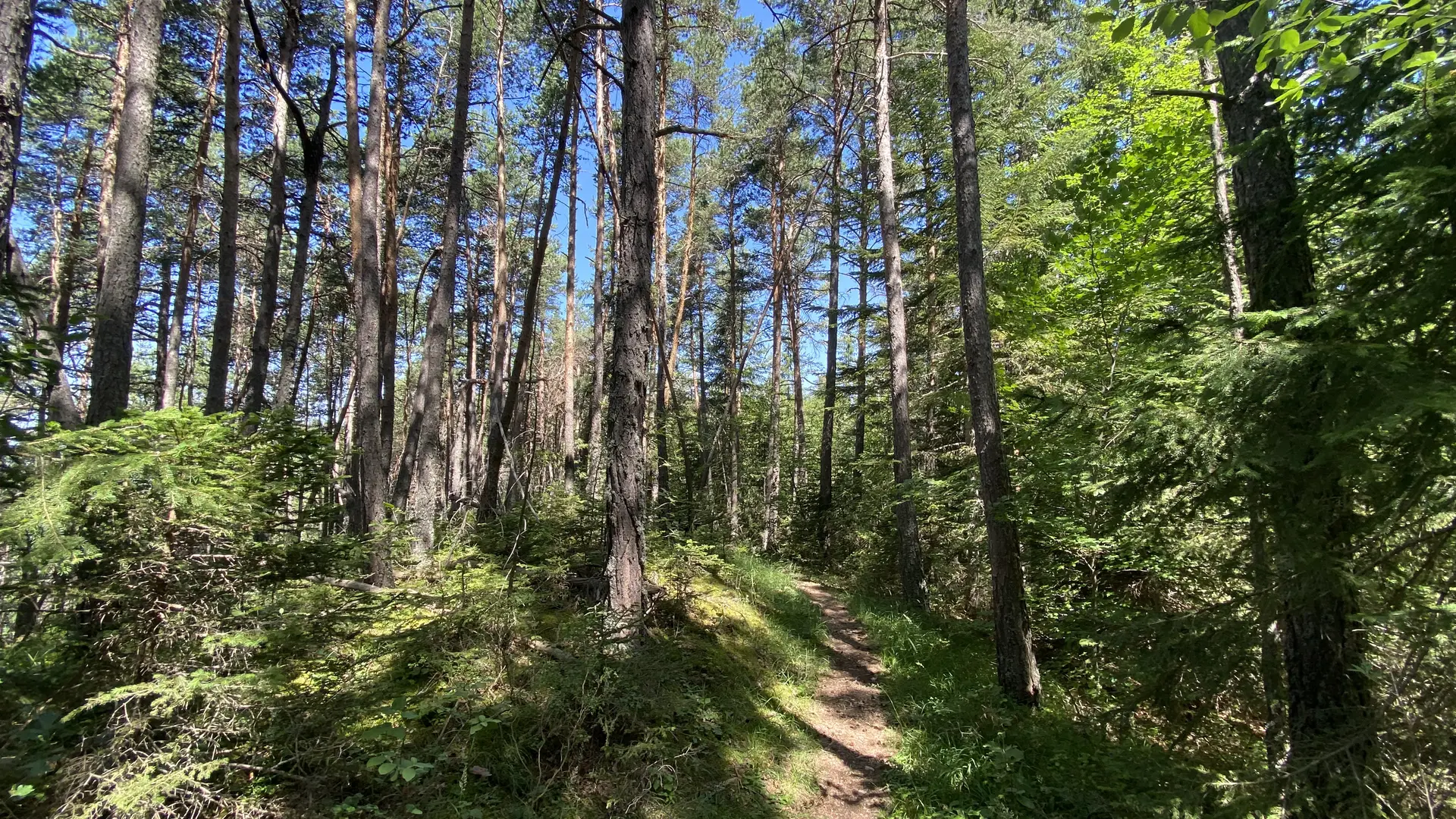 Forêt de la Pare Seyne les Alpes