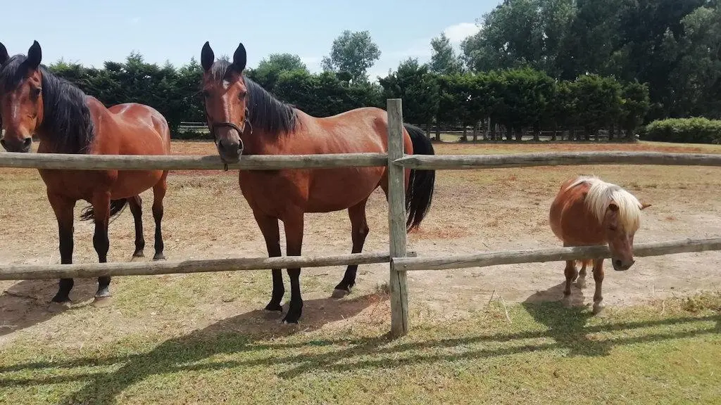 espace chevaux devant les gîtes