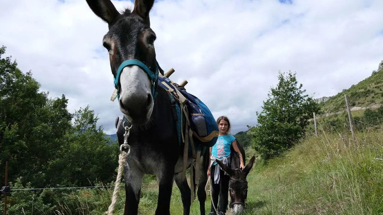 Anes et enfants