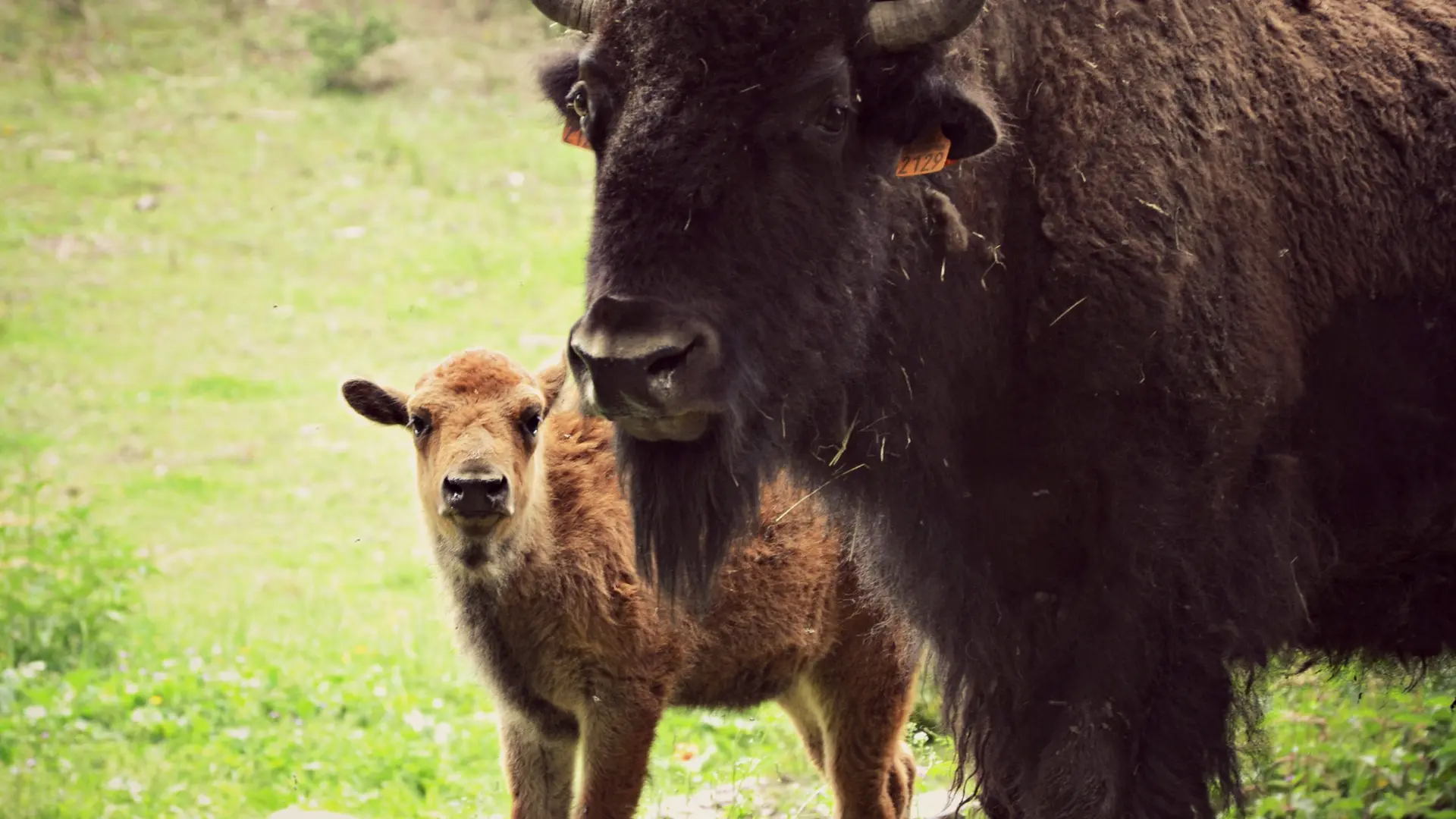 bisons