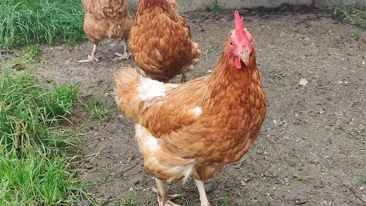 Deux poules de couleur rousse, marchant sur un sol humide. Leurs plumes sont légèrement soulevées par le vent.