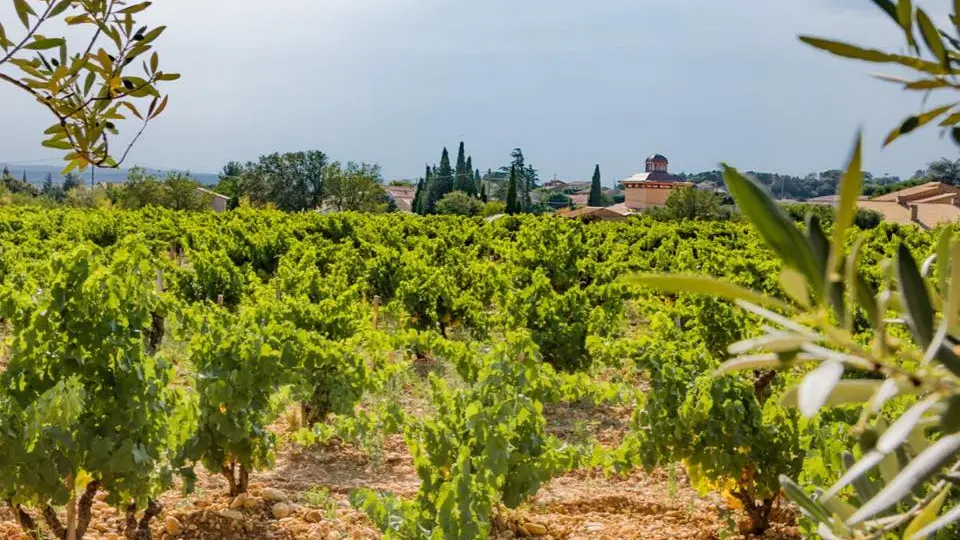 Château Fortia - vue du sentier viticole